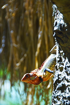 A Lizard On A Tree Trunk, Ulpotha, Embogama, Sri Lanka