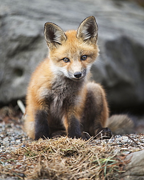 Fox Kit (Vulpes Vulpes) In Montreal Botanical Garden, Montreal, Quebec, Canada