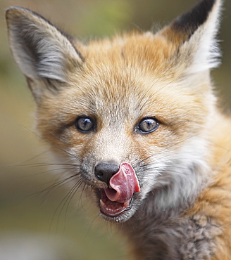 Red Fox Kit (Vulpes Vulpes) Licking It's Lips, Montreal Botanical Garden, Montreal, Quebec, Canada