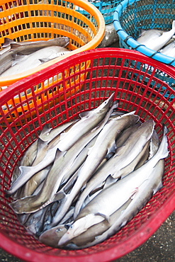 Some Small Sharks In A Red Plastic Basket From Bashi Market, Xiamen, Fujian Province, China