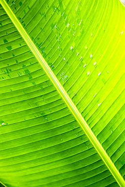 Palm Frond With Raindrops, Wailua, Kauai, Hawaii, United States Of America