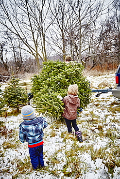 Father, Daughter And Son Carrying Cut Down Christmas Tree To Trailer From A Christmas Tree Farm, Stoney Creek, Ontario, Canada