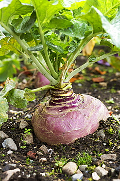 Close Up Of A Purple Turnip Growing In The Soil, County Galway, Ireland