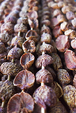 Local Nuts For Sale, Timor-Leste