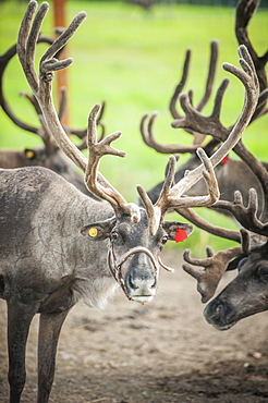 Portrait Of A Reindeer (Rangifer Tarandus), Fairbanks, Alaska, United States Of America