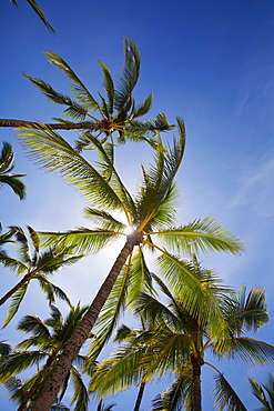 Sun Filtering Through Palm Trees At Hulupoe Beach, Manele Bay, Lanai, Hawaii, United States Of America