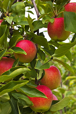 Apples Growing On A Tree, Rougemont, Quebec, Canada