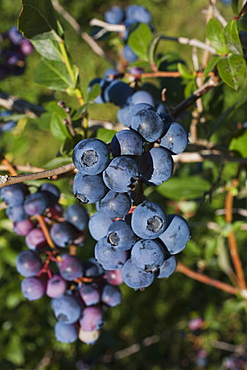 Blueberries Growing On A Tree, Dunham, Quebec, Canada