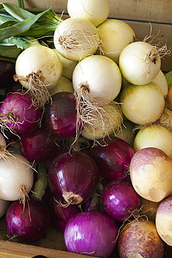 Onions And Turnips At A Roadside Stand, Dunham, Quebec, Canada