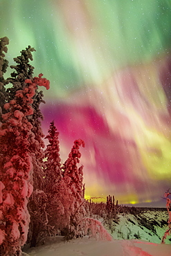 Colorful Northern Lights Over Copper River Valley Near Glennallen, Southcentral Alaska, Winter