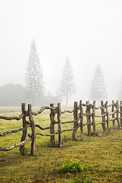 A Remote Foggy Pasture At Koele, Lanai, Hawaii, United States Of America