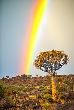 Quiver Tree (Aloe Dichotoma) Forest In The Playground Of The Giants With A Rainbow, Keetmanshoop, Namibia