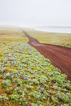 Scenic View Of A Red Dirt Road Surrounded By Tundra And Wildflowers With Foggy Hills In The Background, St. Paul Island, Southwestern Alaska, Summer