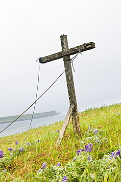 A Weathered Wooden Cross Stands Among Lupine On The Tundra On The Coast Of The Bering Sea, St. Paul Island, Southwestern Alaska, USA, Summer