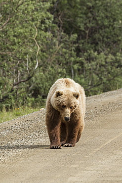 A Brown Bear (Ursus Arctos) Walks The Road In Denali National Park, Alaska, United States Of America