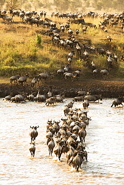 Large Group Of Wildebeest (Connochaetes Taurinus) Surges Across The Flooded Mara River In Serengeti National Park, Tanzania