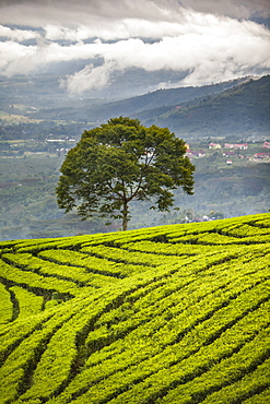 A Tree Stands Alone On A Tropical Tea Plantation, Sumatra, Indonesia