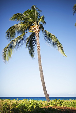 Palm Tree With Ocean On The Horizon, Island Of Hawaii, Hawaii, United States Of America