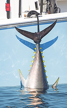 Blue Fin Tuna Hanging From The Boat Off The Coast Of Cape Cod, Massachusetts, United States Of America