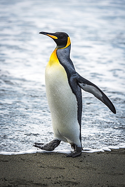 King Penguin (Aptenodytes Patagonicus) On Sandy Beach At Water's Edge, Antarctica