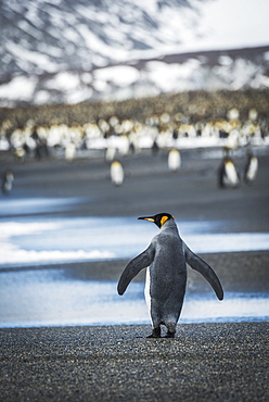 King Penguin (Aptenodytes Patagonicus) Walking On Beach Towards Rookery, Antarctica