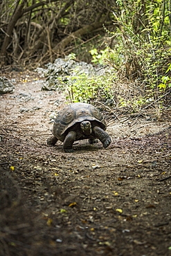 Galapagos Giant Tortoise (Chelonoidis Nigra) Walking On Gravel Path, Galapagos Islands, Ecuador