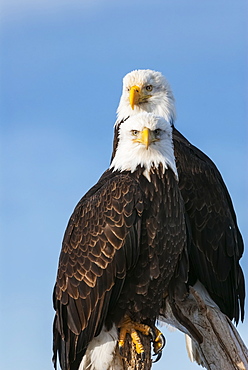 Two Bald Eagles (Haliaeetus Leucocephalus) Perched On Dead Tree Branches Looking Out, United States Of America