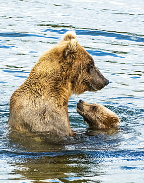 Brown Bear (Ursus Arctos) Sow Spending Time With Her Cub In The River, Alaska, United States Of America