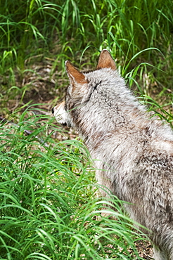 Gray Wolf Watching For Fish Scraps Leftover From Bears, Katmai National Park, Southwest Alaska