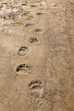 Brown Bear Tracks Amble Down An Alaskan Shoreline, Katmai National Park, Southwest Alaska