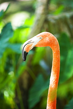 A Pink Flamingo Poses, Ocala, Florida, United States Of America