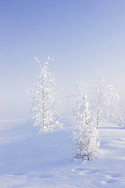 Scenic View Of Birch Trees In Fog At Sunrise, North Pole, Interior Alaska, Winter