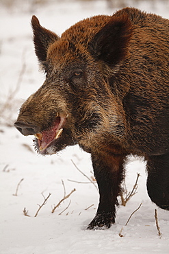 Feral Hog