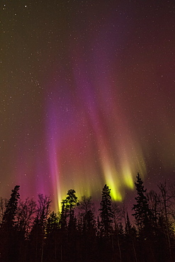 Aurora Borealis Over Trees, Thunder Bay, Ontario, Canada