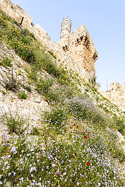 David's Citadel And Wildflowers Growing On The Sloped Hillside, Jerusalem, Israel