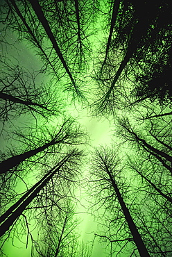 The Aurora Borealis Glows Overhead In A Spruce Forest In Portage Valley, Chugach National Forest, Southcentral Alaska.