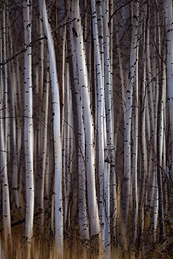 Forest Of Birch Trees, Alberta, Canada