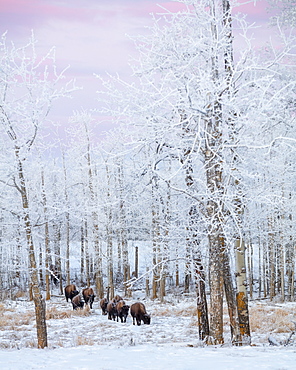 Bison Walking In The Early Morning Through The Snow, Elk Island National Park, Alberta, Canada