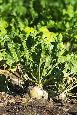 Close Up Of A Turnip And Plant In The Soil Of A Garden, Alberta, Canada