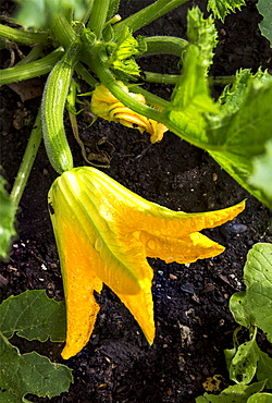 Close Up Of A Large Zucchini Blossom With A Small Zucchini On The Plant In The Soil, Calgary, Alberta, Canada