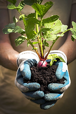 Close Up Of A Female With Garden Gloves Holding A Handful Of Dark Soil With A Radish Plant In The Soil, Calgary, Alberta, Canada