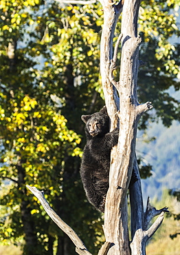 Black Bear Cub (Ursus Americanus) Climbing A Tree, Alaska Wildlife Conservation Center, South-Central Alaska, Portage, Alaska, United States Of America