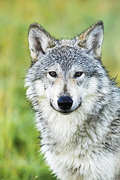 Immature Female Wolf (Canis Lupus), Captive At The Alaska Wildlife Conservation Center, South-Central Alaska, Portage, Alaska, United States Of America