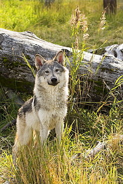 Immature Female Wolf (Canis Lupus), Captive At The Alaska Wildlife Conservation Center, Portage, Alaska, United States Of America