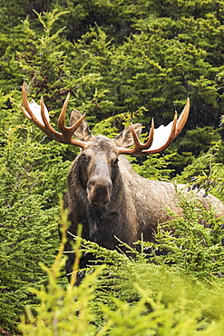 Bull Moose (Alces Alces) In Rutting Period, Powerline Pass, South-Central Alaska, Alaska, United States Of America