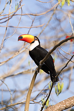 Toco Toucan (Ramphastos Toco) On Branch Looking At Camera, Mato Grosso Do Sul, Brazil