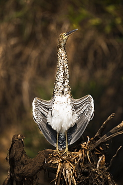 Juvenile Rufescent Tiger Heron (Tigrisoma Lineatum) Stretching It's Wings, Mato Grosso Do Sul, Brazil