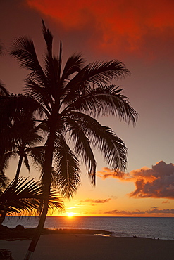 Dramatic Sky At Sunset With A Silhouetted Palm Tree On A Tropical Island, Hawaii, United States Of America