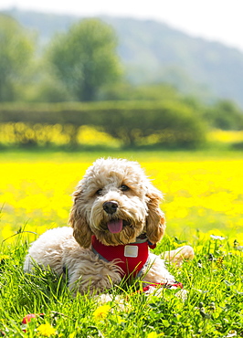 A Blond Cockapoo With A Red Collar Sits On Lush Grass With Wildflowers, Durham, England