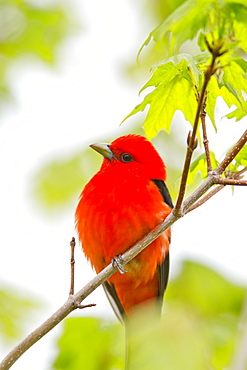 Male Scarlet Tanager (Piranga Olivacea) In A Maple Tree In Late May, Hubbard County, Minnesota, United States Of America